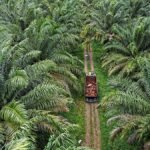 Kalimantan Agro Sejahtera