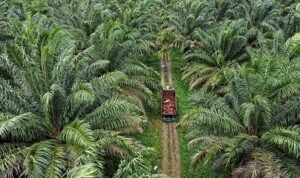 Kalimantan Agro Sejahtera
