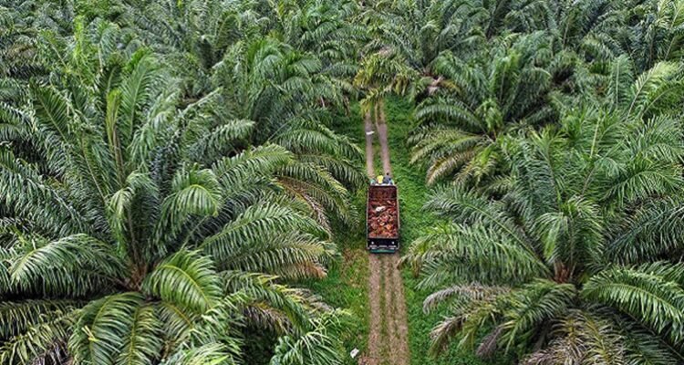 Kalimantan Agro Sejahtera