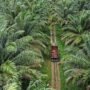 Kalimantan Agro Sejahtera